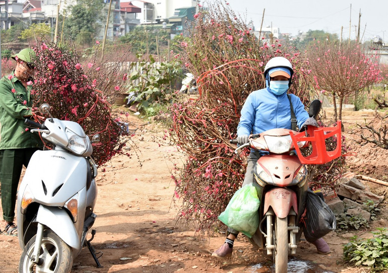 Rực rỡ Hoa đào Nhật Tân -0