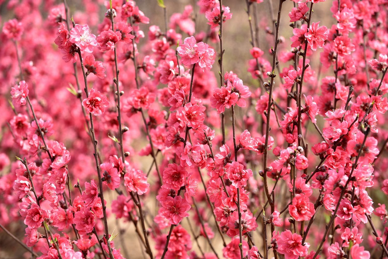 Rực rỡ Hoa đào Nhật Tân -0