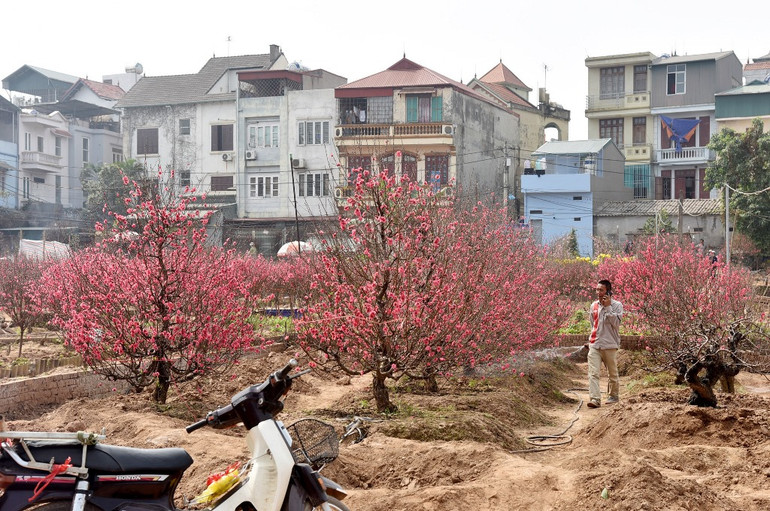 Rực rỡ Hoa đào Nhật Tân -0