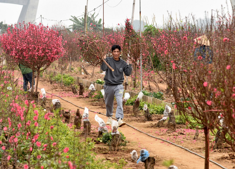 Rực rỡ Hoa đào Nhật Tân -0