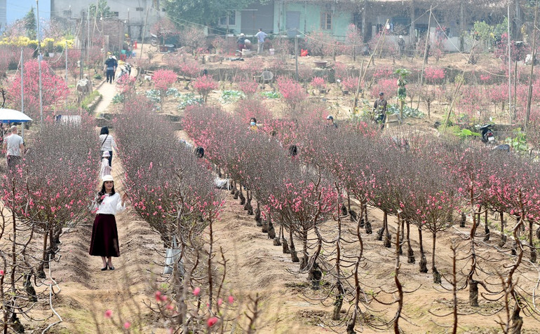 Rực rỡ Hoa đào Nhật Tân -0