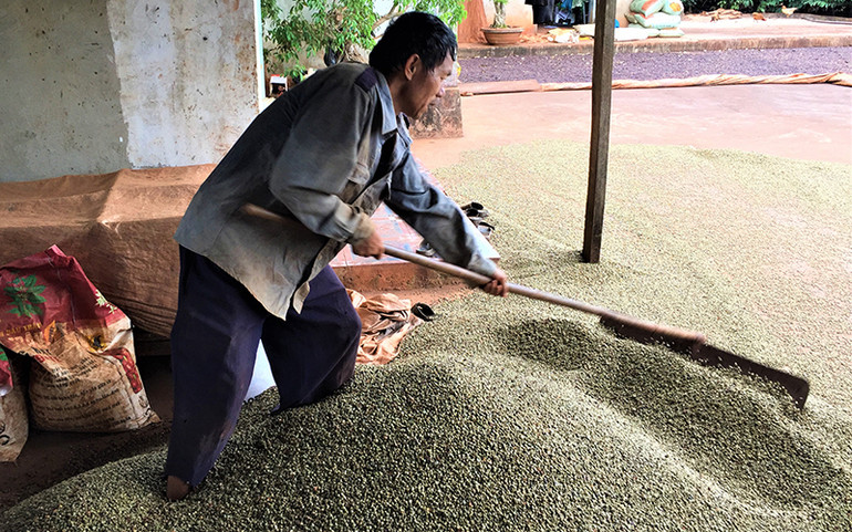 Sản xuất nông nghiệp ở Đắk Lắk đi đầu thích ứng với trạng thái bình thường mới -0