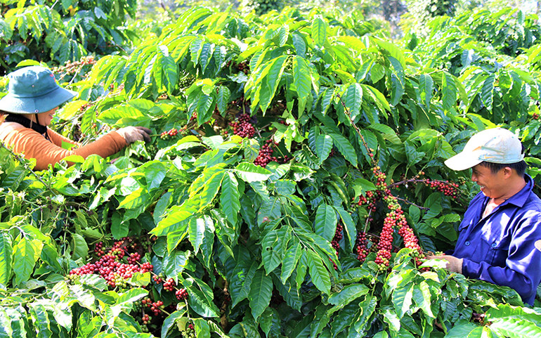 Sản xuất nông nghiệp ở Đắk Lắk đi đầu thích ứng với trạng thái bình thường mới -0