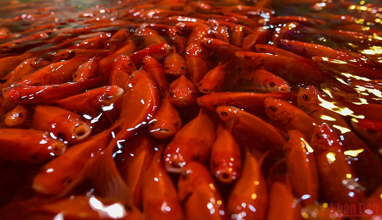 Chợ cá Yên Sở tấp nập, ngập sắc đỏ vàng Tết ông Công ông Táo -0