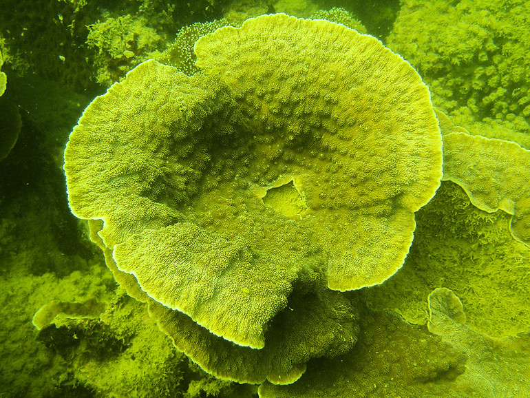 Chiêm ngưỡng san hô hồi sinh trong lòng di sản Vịnh Hạ Long -0