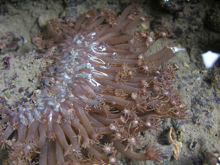 Chiêm ngưỡng san hô hồi sinh trong lòng di sản Vịnh Hạ Long -0