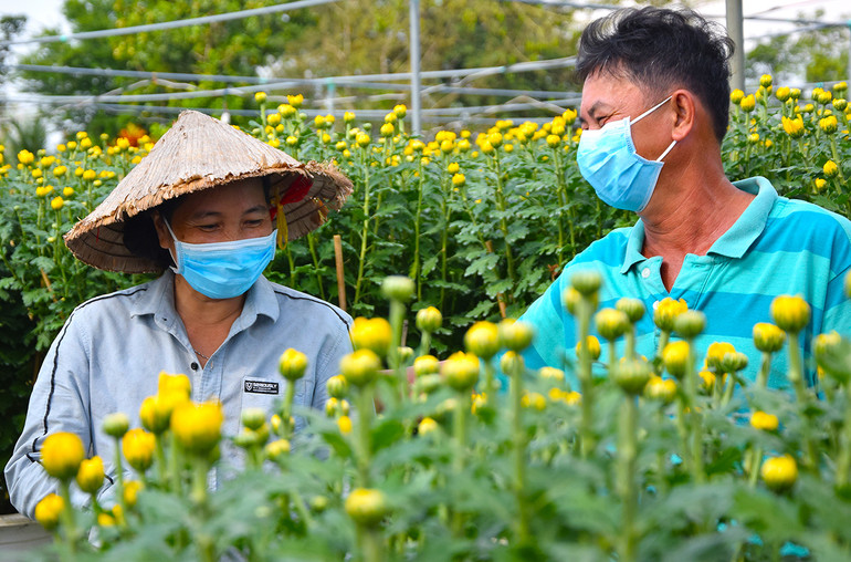 Niềm vui của bà con trồng hoa trước thềm xuân -0