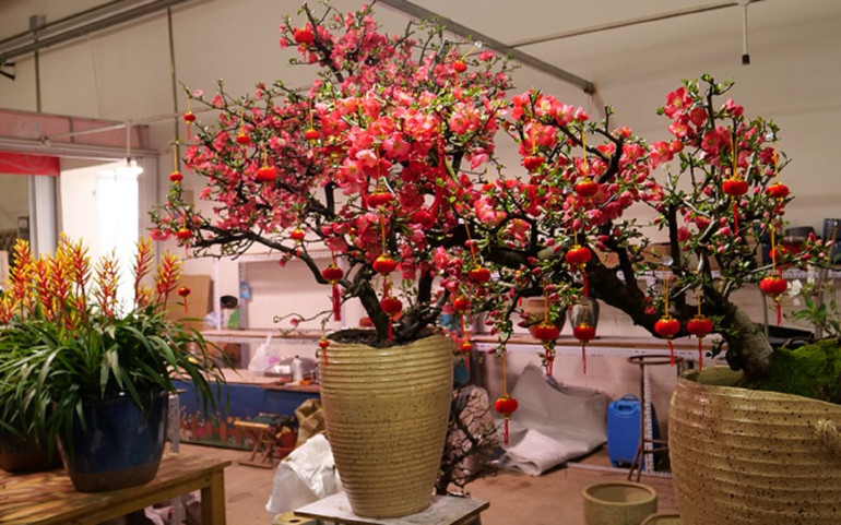 Chợ hoa Bắc Kinh chiều 30 Tết -1