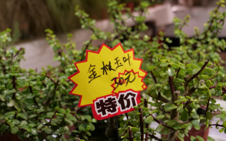 Chợ hoa Bắc Kinh chiều 30 Tết -1