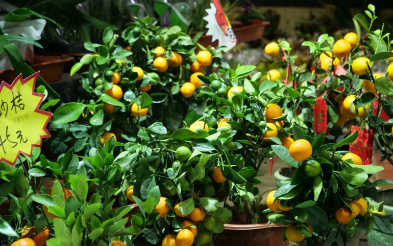 Chợ hoa Bắc Kinh chiều 30 Tết -0