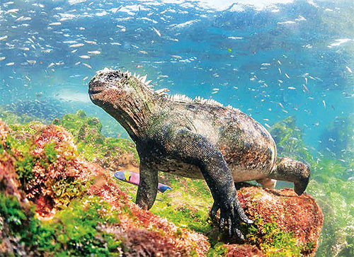 Cự đà biển Galapagos. Ảnh: TUI DE ROY/GETTY 4_4-1643077198504.jpg