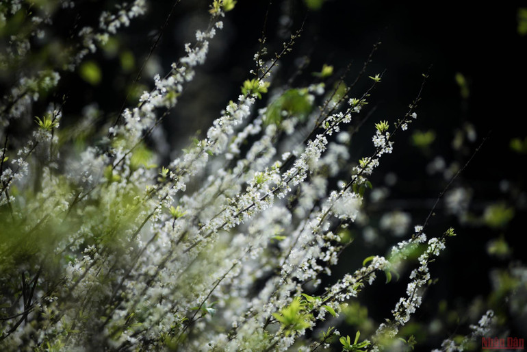 Ngất ngây mùa hoa mận trắng ở Mu Náu, Mộc Châu -0