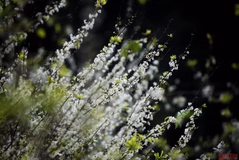 Ngất ngây mùa hoa mận trắng ở Mu Náu, Mộc Châu -0