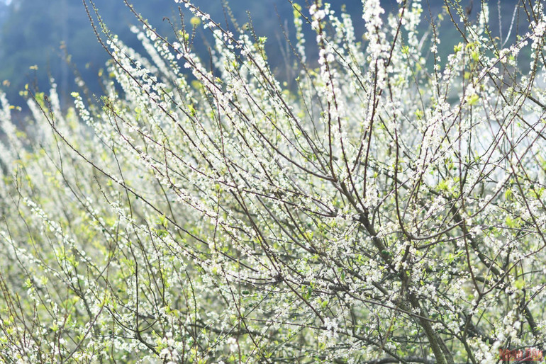Ngất ngây mùa hoa mận trắng ở Mu Náu, Mộc Châu -0