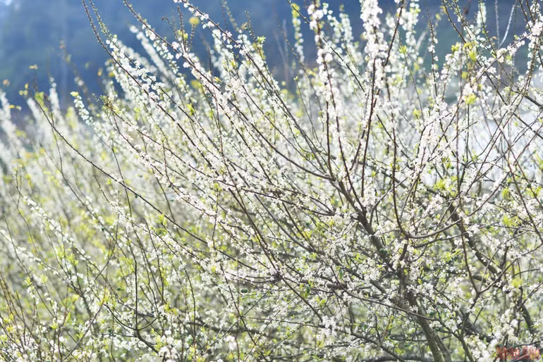 Ngất ngây mùa hoa mận trắng ở Mu Náu, Mộc Châu -0