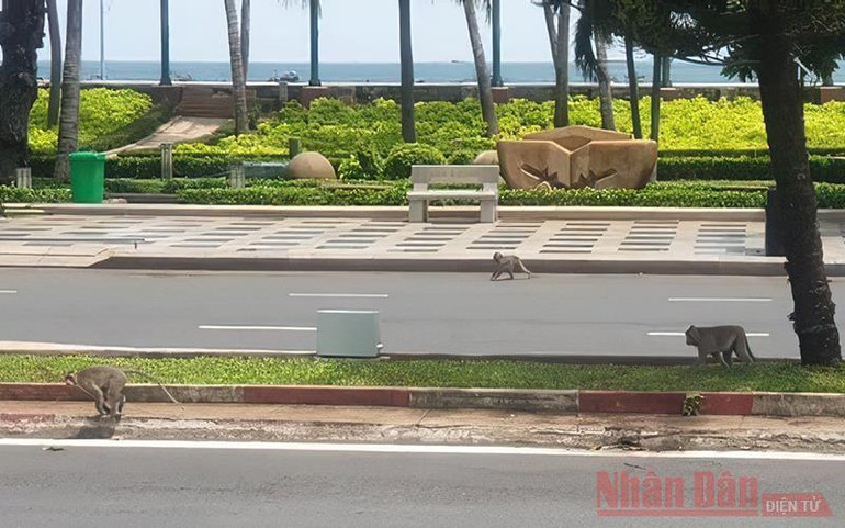 Sau 3 ngày giãn cách, khỉ, sóc tung tăng trên đường phố Vũng Tàu -0