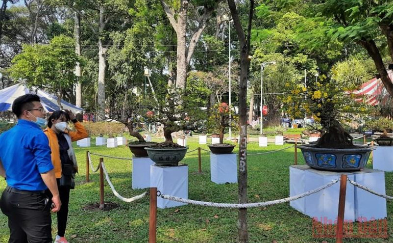 Người dân tham quan khu vực trưng bày hoa mai. Thành phố Hồ Chí Minh khai mạc Hội hoa Xuân Nhâm Dần 2022 -0