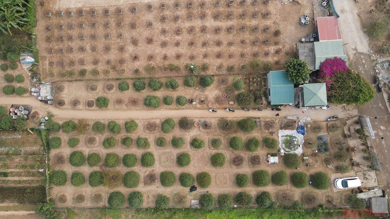 Người dân làng Nhật Tân tất bật tuốt lá đào chờ đón Tết Nguyên đán -0