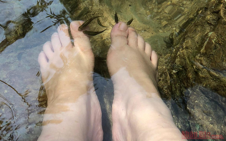 Lên núi “massage cá” -4