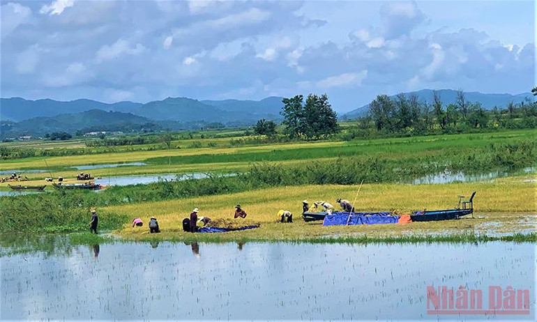 Nhờ vào nguồn nước hồ Lắk, đồng bào M’nông ở đây sản xuất lúa nước hai vụ mỗi năm. Thơ mộng hồ Lắk giữa đại ngàn Tây Nguyên -0