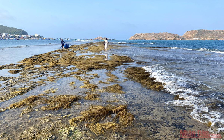 Bức tường bí ẩn dưới đáy biển Quy Nhơn -0