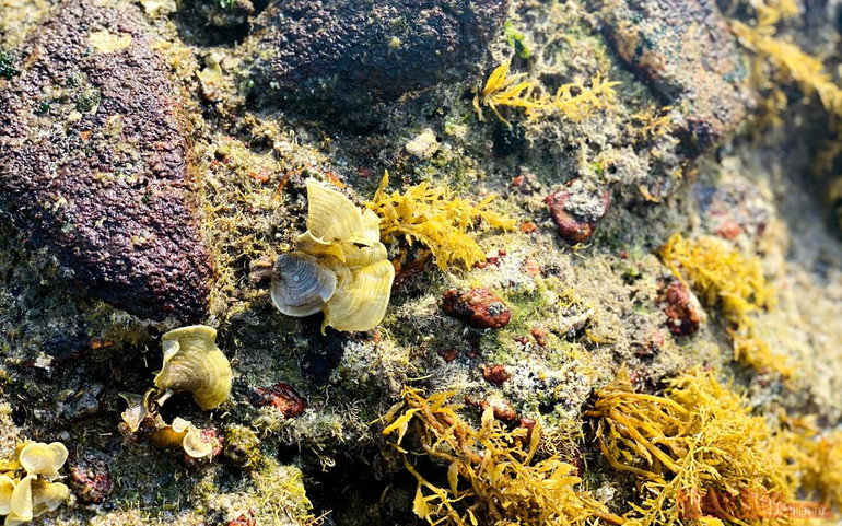 Bức tường bí ẩn dưới đáy biển Quy Nhơn ảnh 8 Bức tường bí ẩn dưới đáy biển Quy Nhơn -0