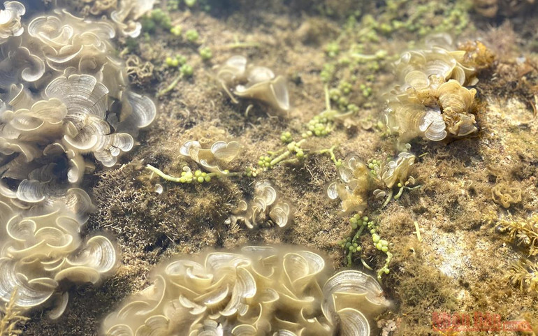 Bức tường bí ẩn dưới đáy biển Quy Nhơn ảnh 9 Bức tường bí ẩn dưới đáy biển Quy Nhơn -1