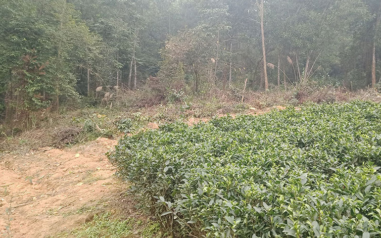 Những nương chè của người dân địa phương xâm lấn Vườn quốc gia Tam Ðảo. Vườn quốc gia Tam Ðảo đang bị xâm hại -0