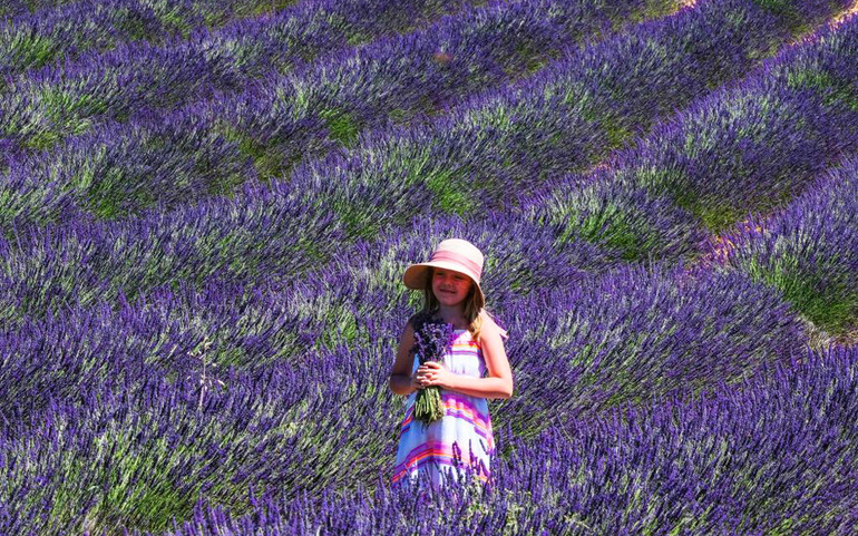 Tháng 7 tím sắc hoa oải hương ở cao nguyên Valensole nước Pháp -0