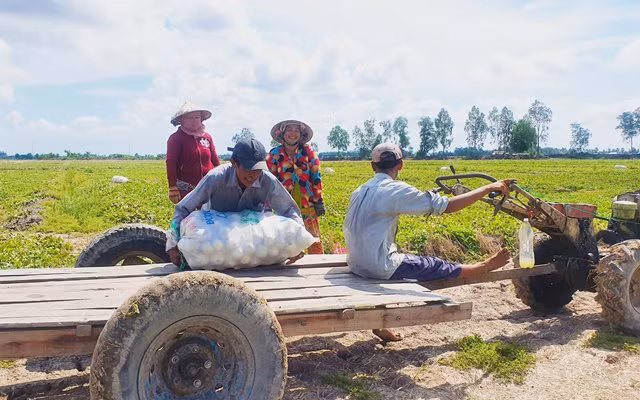 Mùa dưa Hoàng Kim ảnh 12 Mùa dưa Hoàng Kim ảnh 12