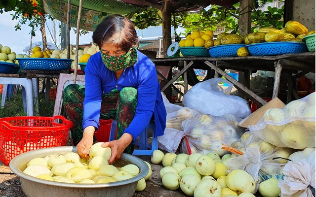 Mùa dưa Hoàng Kim ảnh 8