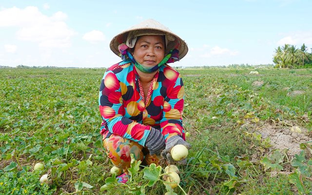 Mùa dưa Hoàng Kim ảnh 1