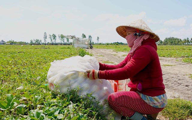 Mùa dưa Hoàng Kim ảnh 6