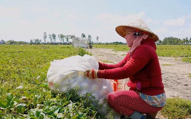 Mùa dưa Hoàng Kim ảnh 6 Mùa dưa Hoàng Kim ảnh 6