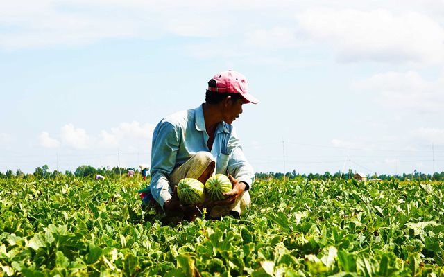 Mùa dưa Hoàng Kim ảnh 4