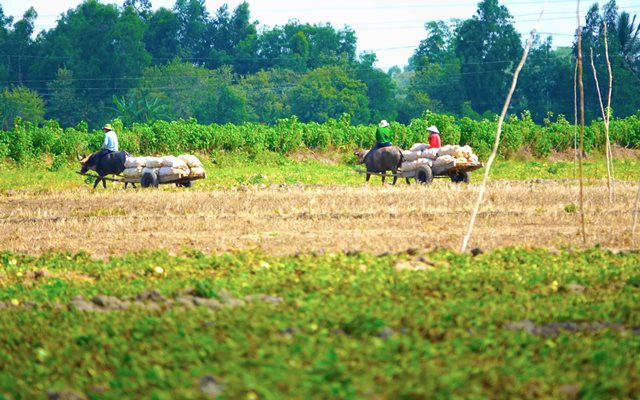 Mùa dưa Hoàng Kim ảnh 11