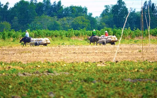 Mùa dưa Hoàng Kim ảnh 11 Mùa dưa Hoàng Kim ảnh 11