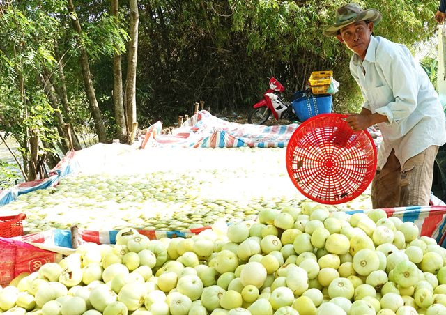 Mùa dưa Hoàng Kim ảnh 5