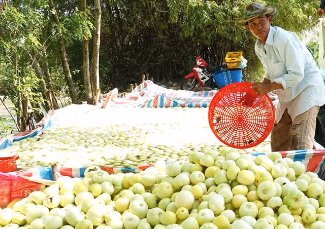 Mùa dưa Hoàng Kim ảnh 5 Mùa dưa Hoàng Kim ảnh 5