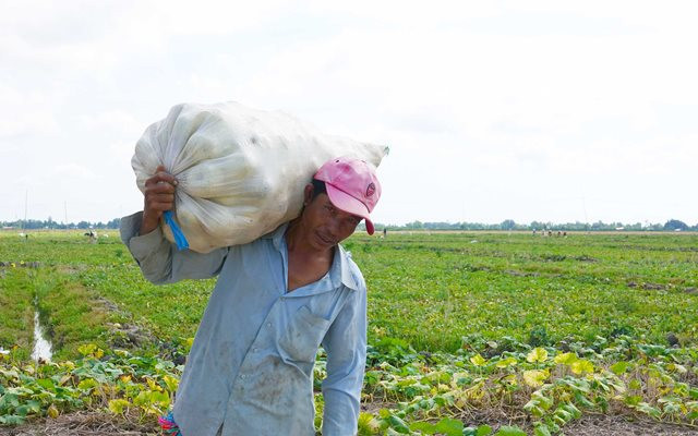 Mùa dưa Hoàng Kim ảnh 7