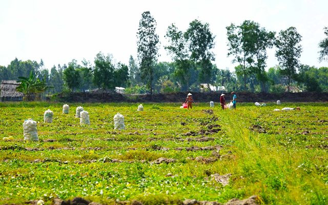 Mùa dưa Hoàng Kim ảnh 9