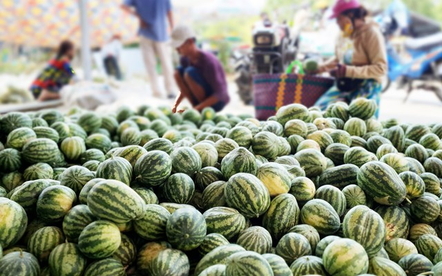 Mùa dưa Hoàng Kim ảnh 3