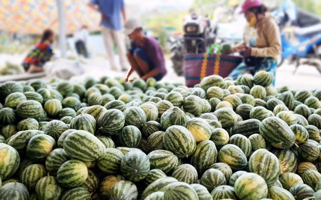 Mùa dưa Hoàng Kim ảnh 3 Mùa dưa Hoàng Kim ảnh 3