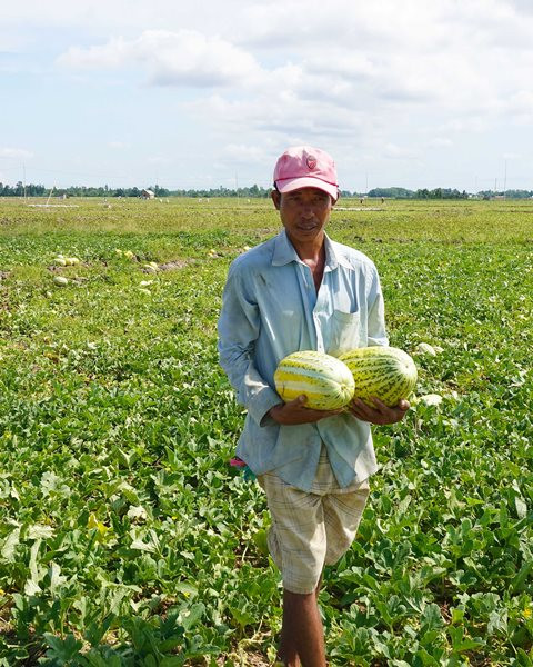 Mùa dưa Hoàng Kim ảnh 2