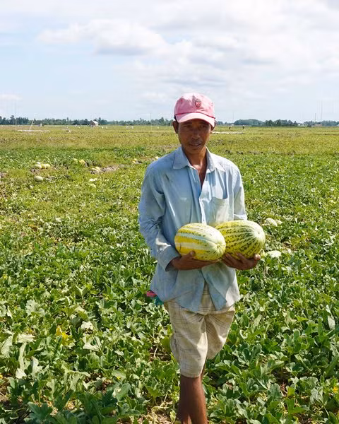 Mùa dưa Hoàng Kim ảnh 2 Mùa dưa Hoàng Kim ảnh 2