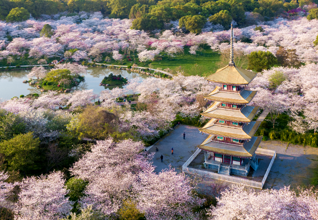 Vũ Hán trở lại sau 76 ngày phong tỏa ảnh 8