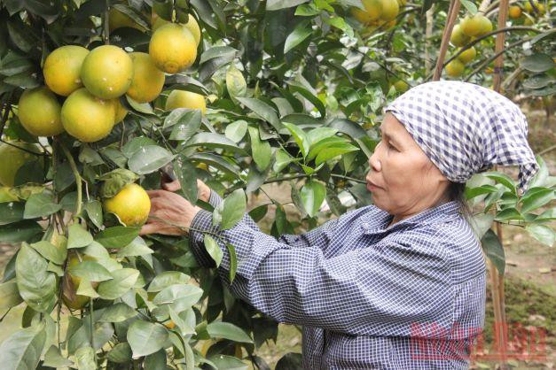 Hưng Yên hỗ trợ nông dân sản xuất và tiêu thụ cam, bưởi  ​ -0
