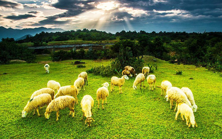 Mùa mưa cũng là thời điểm thú vị để tới đồng cừu An Hòa (Ảnh: phanrangninhthuan.com) Đồng cừu An Hòa: Điểm “check-in” gây sốt ở Ninh Thuận -0