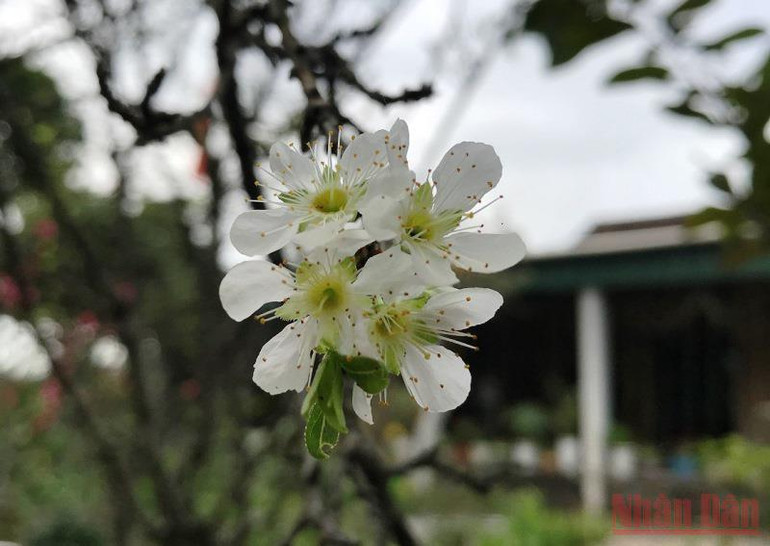 Vườn xuân còn mẹ -1