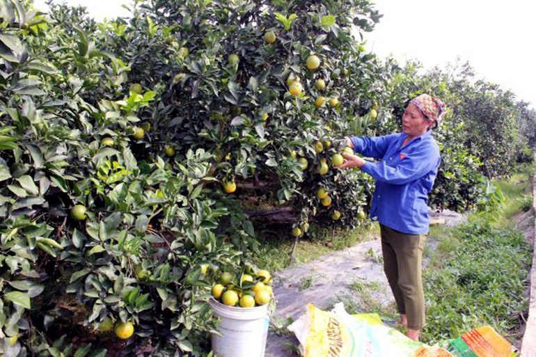 Nông dân xã Tam Đa, huyện Phù Cừ, tỉnh Hưng Yên thu hoạch cam. Hưng Yên xúc tiến thương mại sản phẩm cây có múi và sản phẩm OCOP -0